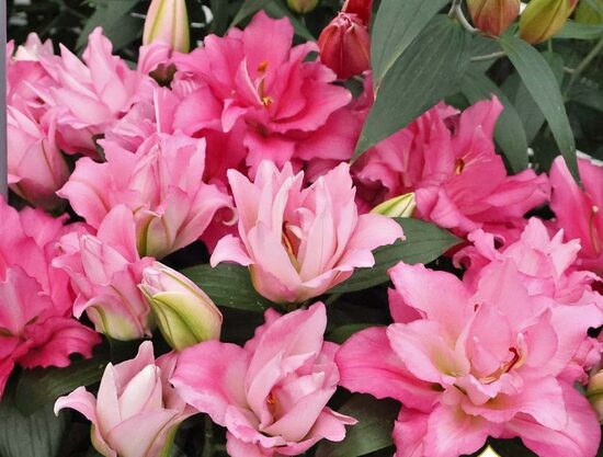 Pink Pulse - smaržīgā Austrumu lilija, piemērota arī podiem